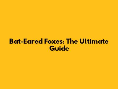 Bat-Eared Foxes: The Ultimate Guide