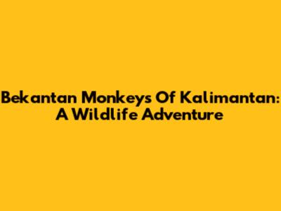 Bekantan Monkeys Of Kalimantan: A Wildlife Adventure