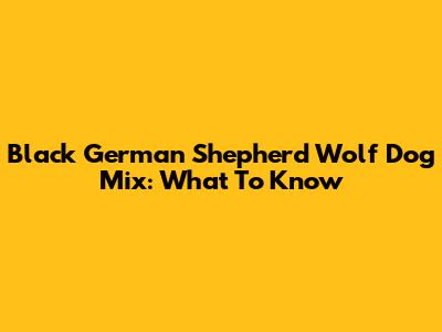 Black German Shepherd Wolf Dog Mix: What To Know