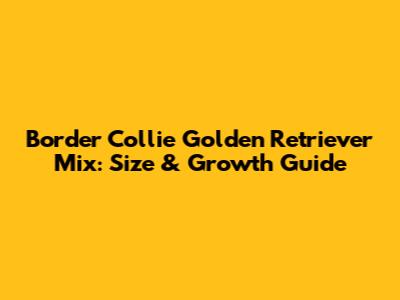 Border Collie Golden Retriever Mix: Size & Growth Guide
