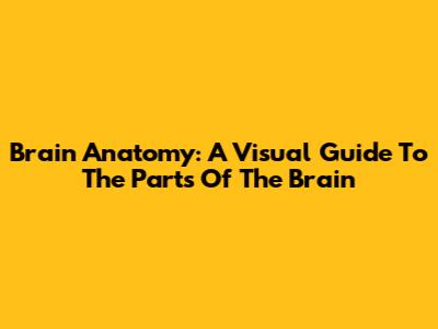 Brain Anatomy: A Visual Guide To The Parts Of The Brain