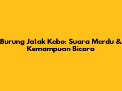 Burung Jalak Kebo: Suara Merdu & Kemampuan Bicara