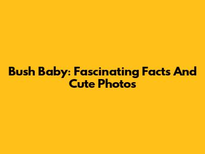 Bush Baby: Fascinating Facts And Cute Photos