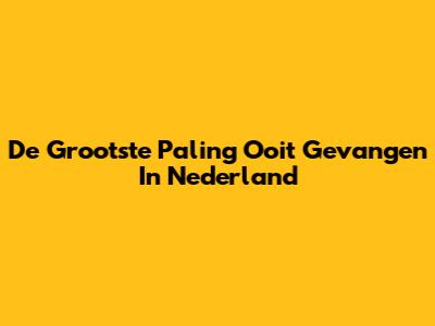 De Grootste Paling Ooit Gevangen In Nederland
