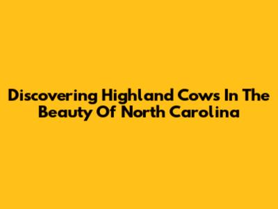 Discovering Highland Cows In The Beauty Of North Carolina