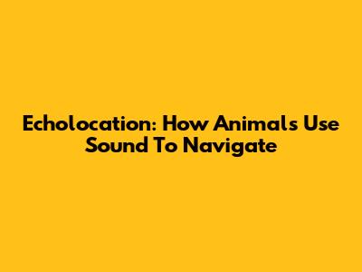 Echolocation: How Animals Use Sound To Navigate