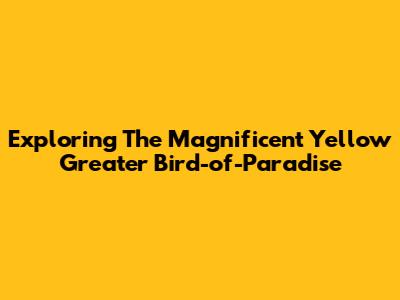 Exploring The Magnificent Yellow Greater Bird-of-Paradise
