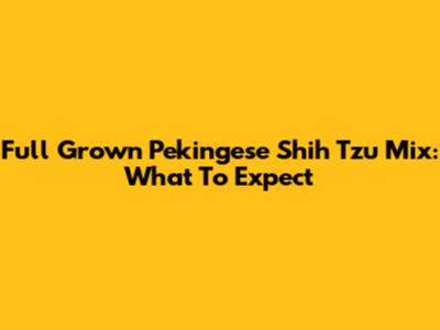 Full Grown Pekingese Shih Tzu Mix: What To Expect