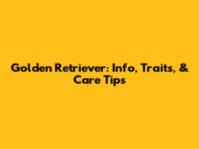 Golden Retriever: Info, Traits, & Care Tips