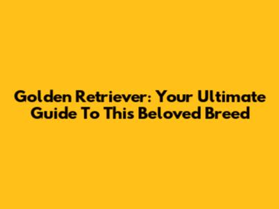 Golden Retriever: Your Ultimate Guide To This Beloved Breed