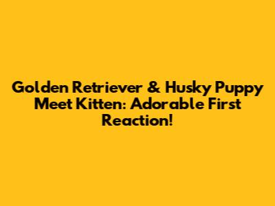 Golden Retriever & Husky Puppy Meet Kitten: Adorable First Reaction!