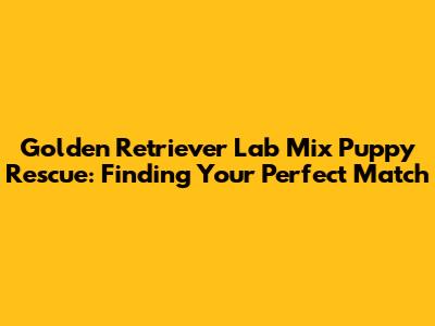 Golden Retriever Lab Mix Puppy Rescue: Finding Your Perfect Match