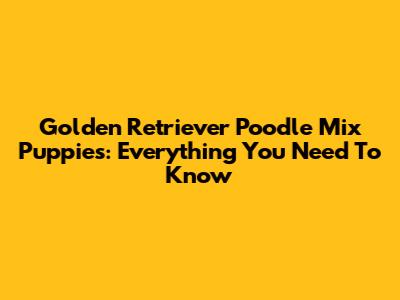 Golden Retriever Poodle Mix Puppies: Everything You Need To Know