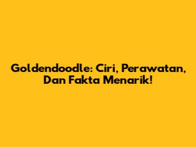 Goldendoodle: Ciri, Perawatan, Dan Fakta Menarik!