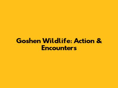 Goshen Wildlife: Action & Encounters