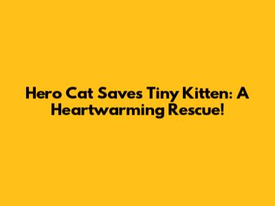 Hero Cat Saves Tiny Kitten: A Heartwarming Rescue!