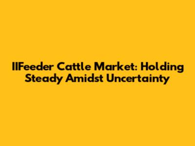IIFeeder Cattle Market: Holding Steady Amidst Uncertainty