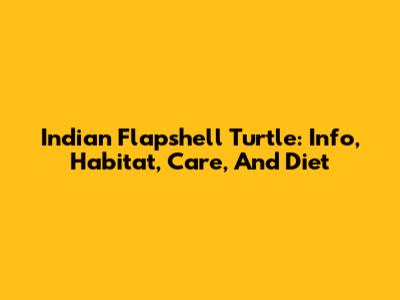 Indian Flapshell Turtle: Info, Habitat, Care, And Diet