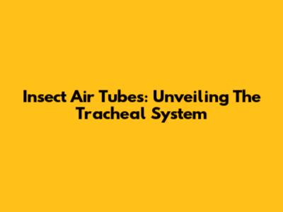 Insect Air Tubes: Unveiling The Tracheal System