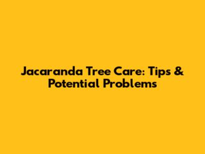 Jacaranda Tree Care: Tips & Potential Problems