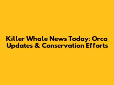 Killer Whale News Today: Orca Updates & Conservation Efforts
