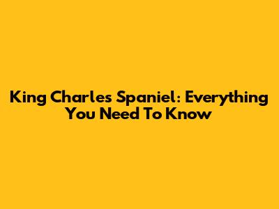 King Charles Spaniel: Everything You Need To Know