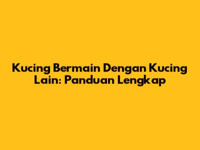 Kucing Bermain Dengan Kucing Lain: Panduan Lengkap
