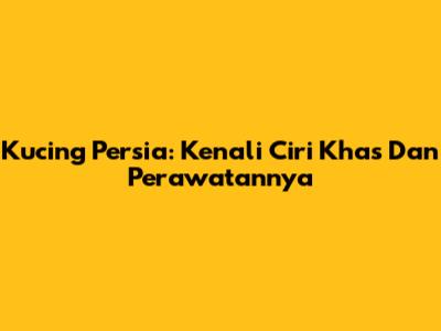 Kucing Persia: Kenali Ciri Khas Dan Perawatannya