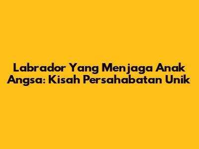 Labrador Yang Menjaga Anak Angsa: Kisah Persahabatan Unik