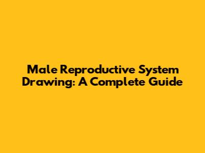 Male Reproductive System Drawing: A Complete Guide