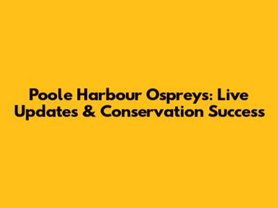 Poole Harbour Ospreys: Live Updates & Conservation Success