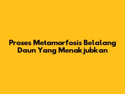 Proses Metamorfosis Belalang Daun Yang Menakjubkan