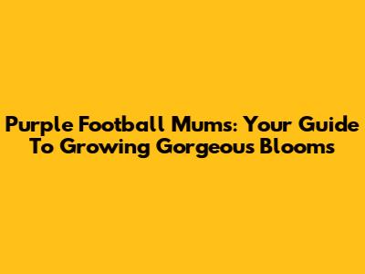 Purple Football Mums: Your Guide To Growing Gorgeous Blooms
