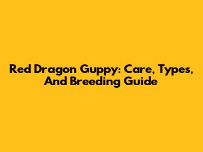 Red Dragon Guppy: Care, Types, And Breeding Guide