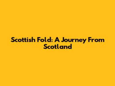 Scottish Fold: A Journey From Scotland