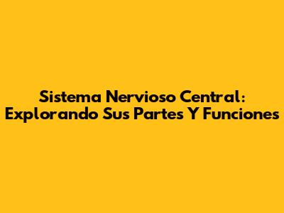 Sistema Nervioso Central: Explorando Sus Partes Y Funciones