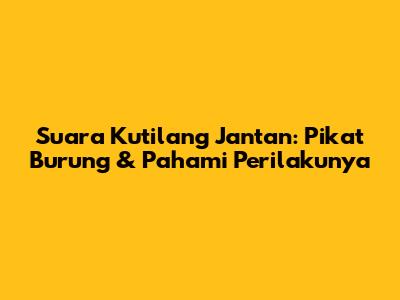 Suara Kutilang Jantan: Pikat Burung & Pahami Perilakunya