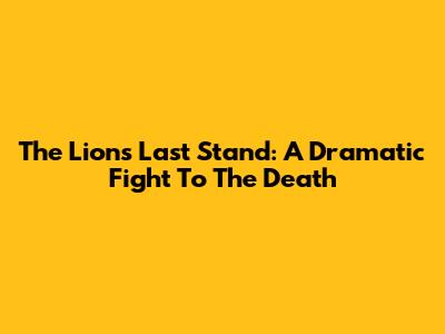 The Lion's Last Stand: A Dramatic Fight To The Death