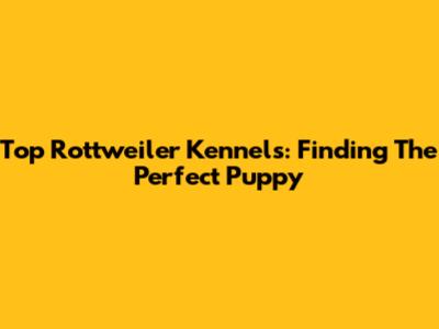 Top Rottweiler Kennels: Finding The Perfect Puppy
