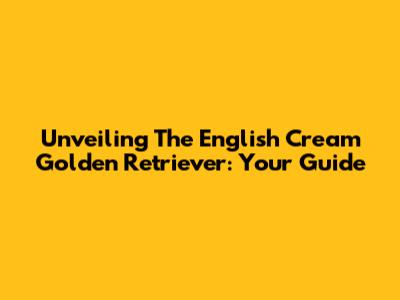 Unveiling The English Cream Golden Retriever: Your Guide