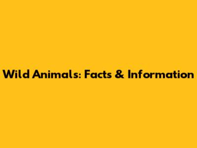 Wild Animals: Facts & Information