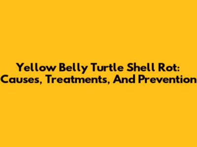 Yellow Belly Turtle Shell Rot: Causes, Treatments, And Prevention