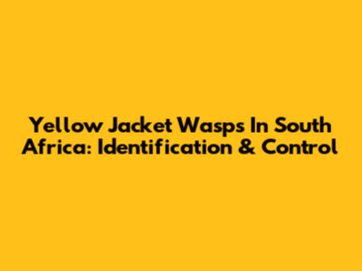 Yellow Jacket Wasps In South Africa: Identification & Control