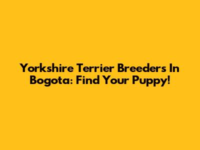 Yorkshire Terrier Breeders In Bogota: Find Your Puppy!